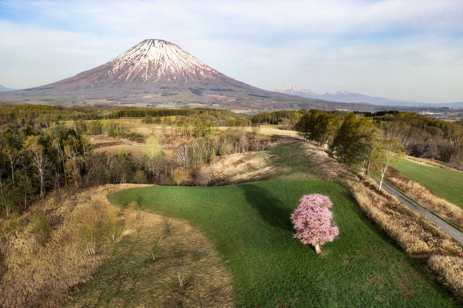 望羊の一本桜 (ドローン)の写真