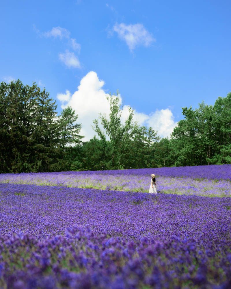 ファーム富田の写真