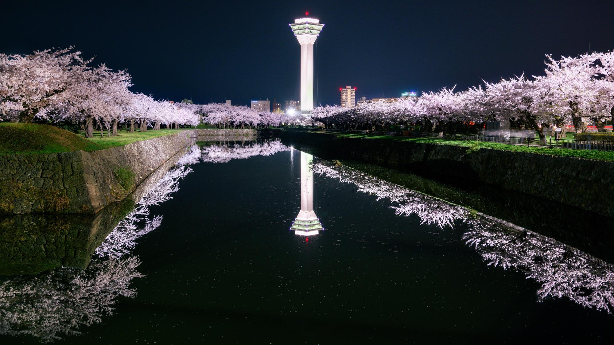 五稜郭 桜ライトアップ×タワーの写真