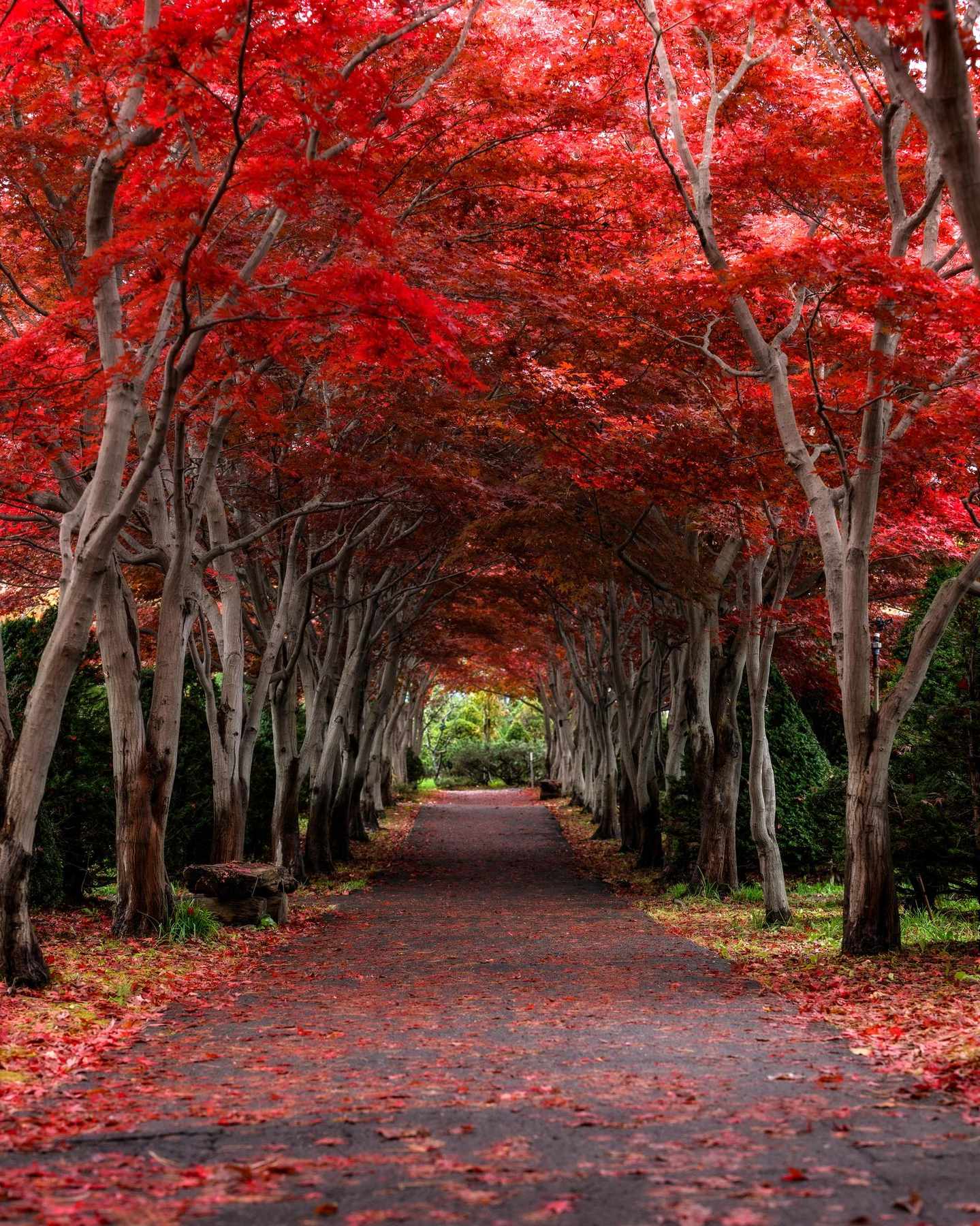 平岡樹芸センターの写真