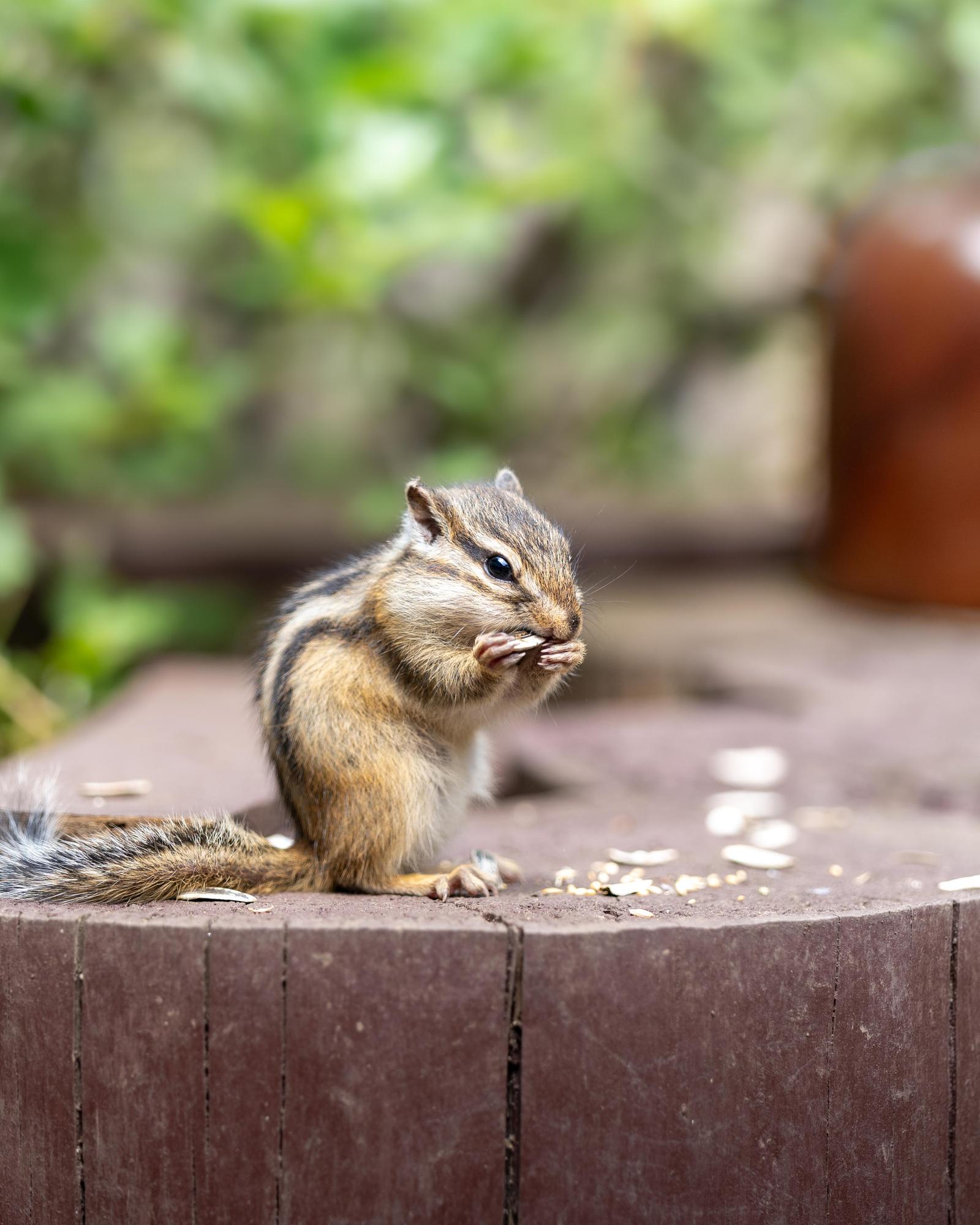 オホーツクシマリス公園の写真