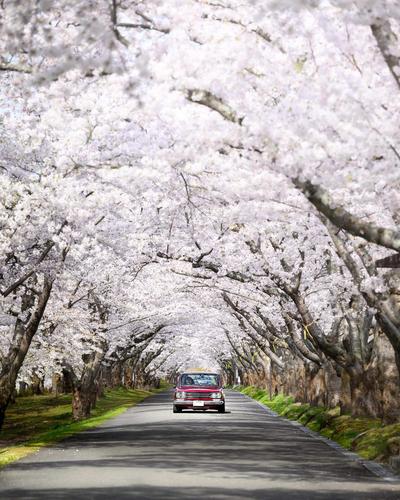戸田記念墓地公園 (並木)
